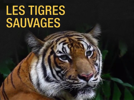 Un thé pour protéger les tigres sauvages